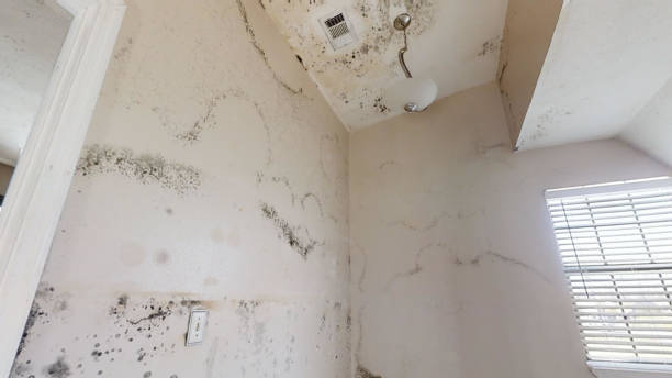 Best Mold Remediation for Healthcare Facilities  in San Marino, CA