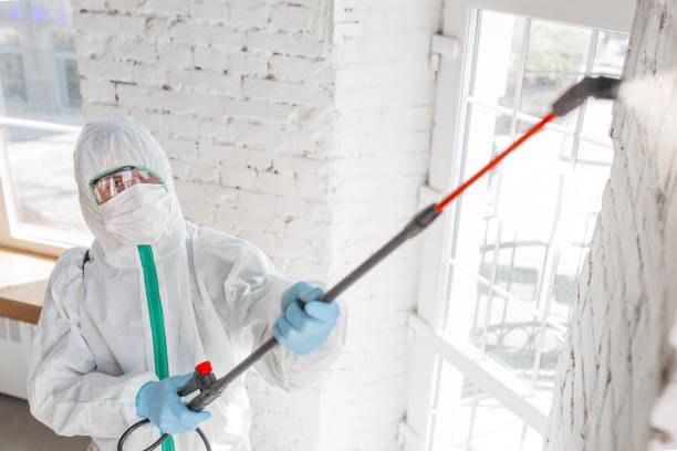 Best Environmental Consulting for Mold Prevention  in San Marino, CA