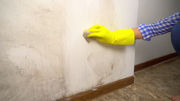 Best Mold-Related Health Consultation  in San Marino, CA