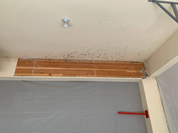 Reliable San Marino, CA Mold Removal Solutions