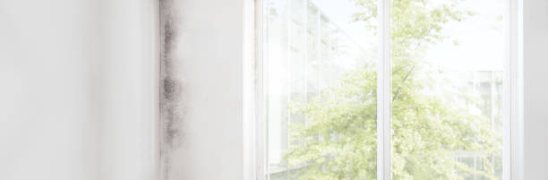 Best Residential Mold Inspection & Testing  in San Marino, CA