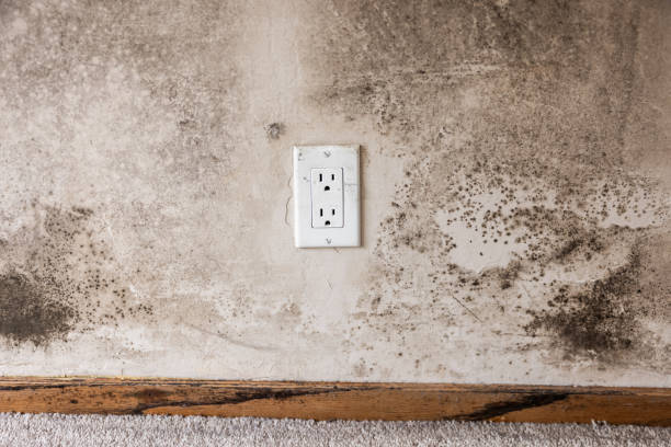 Best Crawl Space Mold Remediation  in San Marino, CA