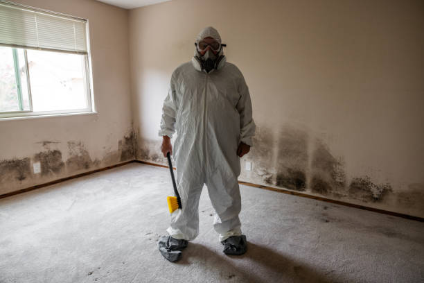 Best Attic Mold Removal  in San Marino, CA