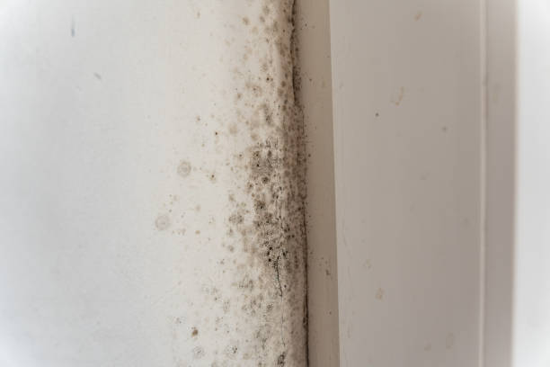 Best Commercial Mold Inspection  in San Marino, CA