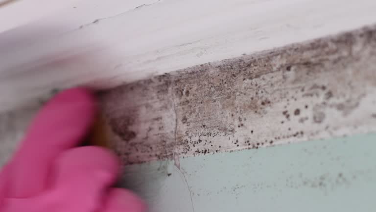 Best HVAC Mold Inspection and Cleaning  in San Marino, CA